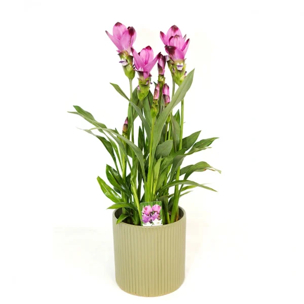 עציץ קורקומה