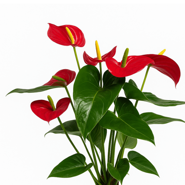 ⁦אנטוריום אדום טבעי⁩ – תמונה ⁦2⁩